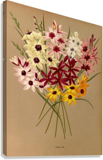 Album van Eeden : Haarlems flora : 1872-1881 Canvas Print