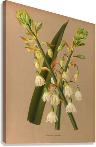 Album van Eeden : Haarlems flora : 1872-1881 Canvas Print