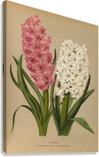 Album van Eeden : Haarlems flora : 1872-1881 Canvas Print