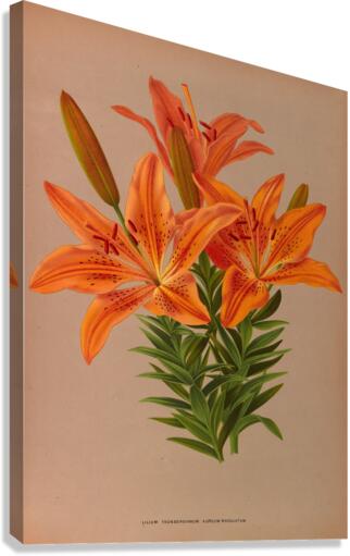 Album van Eeden : Haarlems flora : 1872-1881 Canvas Print
