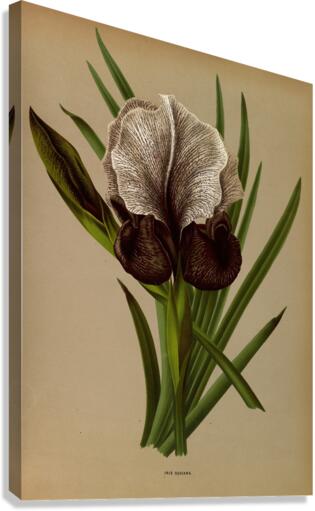 Album van Eeden : Haarlems flora : 1872-1881 Canvas Print
