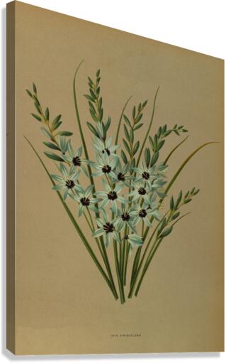 Album van Eeden : Haarlems flora : 1872-1881 Canvas Print