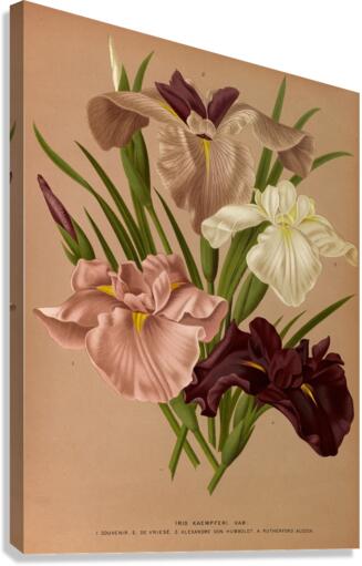 Album van Eeden : Haarlems flora : 1872-1881 Canvas Print