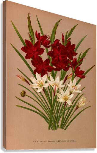 Album van Eeden : Haarlems flora : 1872-1881 Canvas Print