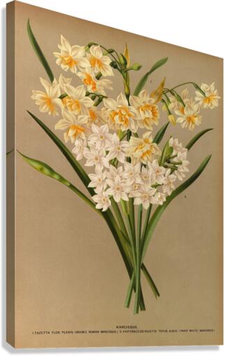 Album van Eeden : Haarlems flora : 1872-1881 Canvas Print