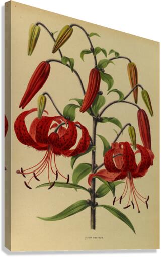 Album van Eeden : Haarlems flora : 1872-1881 Canvas Print