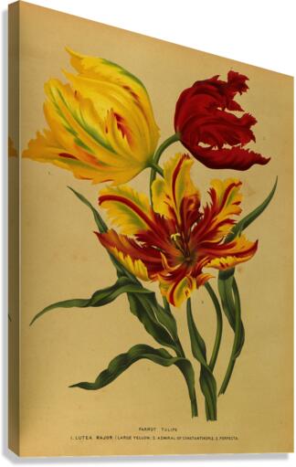 Album van Eeden : Haarlems flora : 1872-1881 Canvas Print