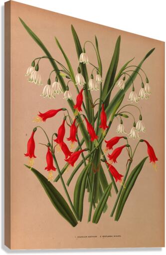 Album van Eeden : Haarlems flora : 1872-1881 Canvas Print