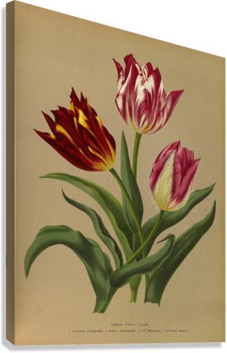 Album van Eeden : Haarlems flora : 1872-1881 Canvas Print