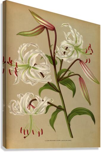 Album van Eeden : Haarlems flora : 1872-1881 Canvas Print