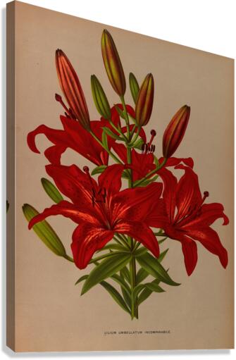 Album van Eeden : Haarlems flora : 1872-1881 Canvas Print