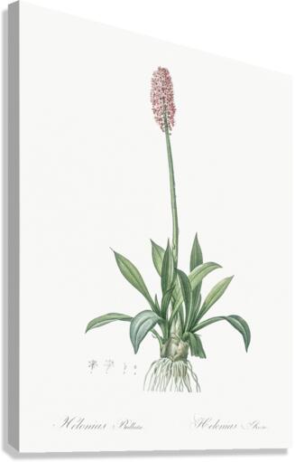 Swamp pink  illustration  Canvas Print