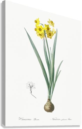 Daffodil illustration  Canvas Print