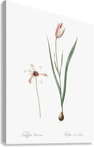 Lady tulip illustration  Canvas Print