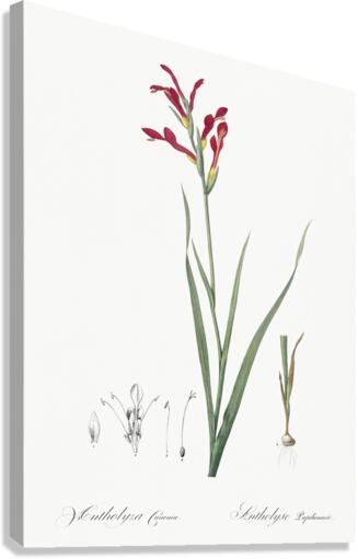 Gladiolus cunonius illustration  Canvas Print