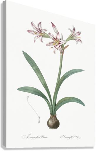 Amaryllis illustration  Canvas Print