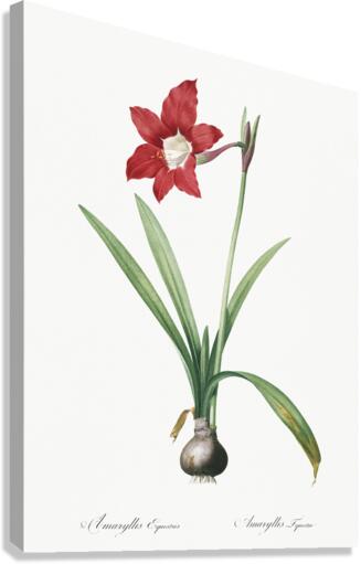 Hippeastrum illustration  Canvas Print