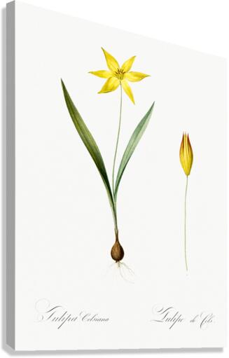 Tulipa celsiana illustration  Canvas Print