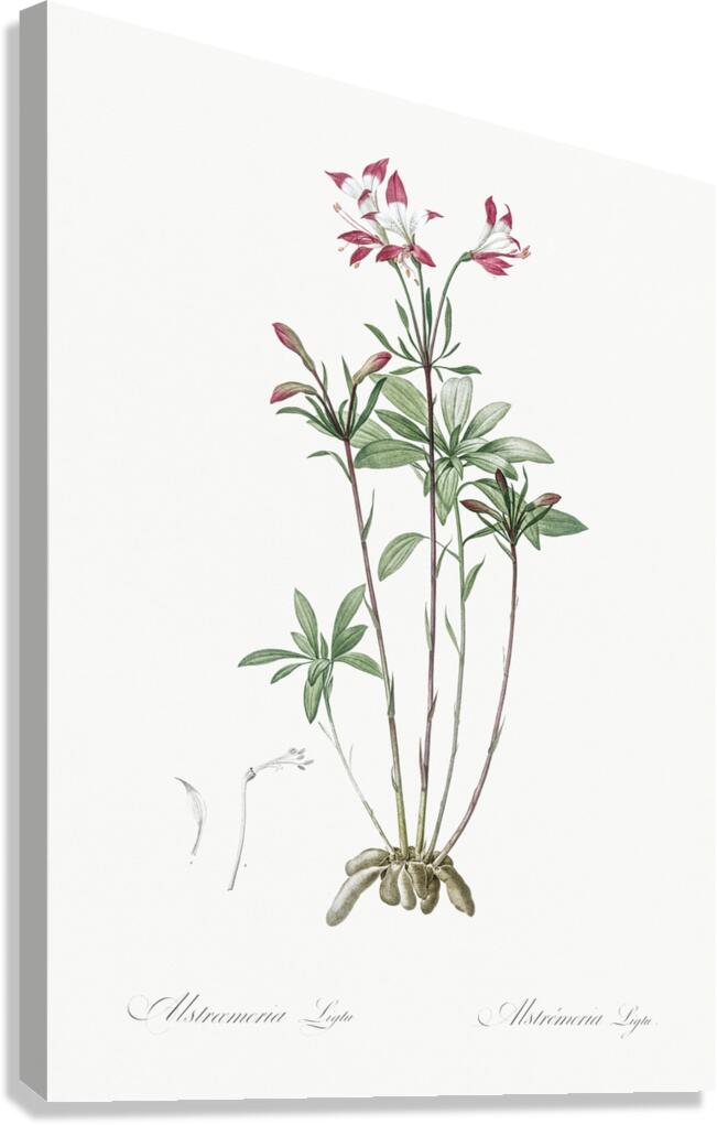 Lily of the Incas illustration  Canvas Print