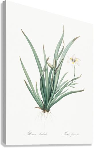 Fortnight lily illustration  Canvas Print