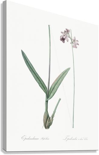 Epidendrum bifidum illustration  Canvas Print