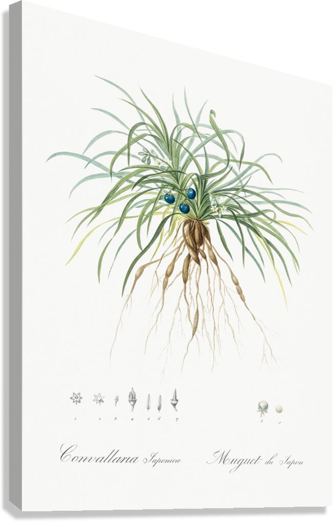 Convallaria japonica illustration  Canvas Print