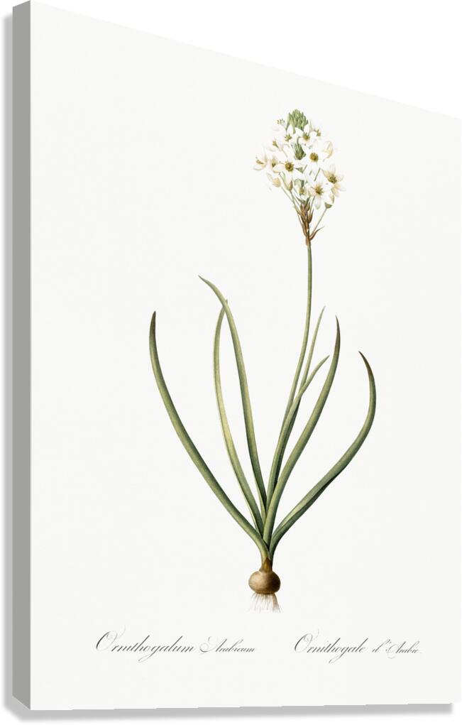 Arabian starflower illustration  Canvas Print