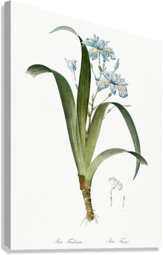 Iris fimbriata illustration  Canvas Print