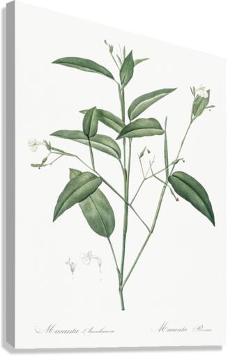 Maranta arundinacea illustration  Canvas Print