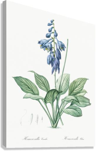 Daylily illustration  Canvas Print