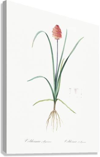Veltheimia abyssinica illustration  Canvas Print