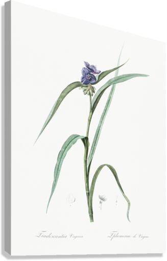Virginia spiderwort illustration  Canvas Print