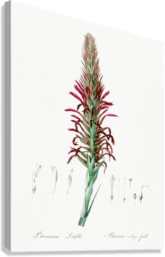Pitcairnia latifolia illustration  Canvas Print
