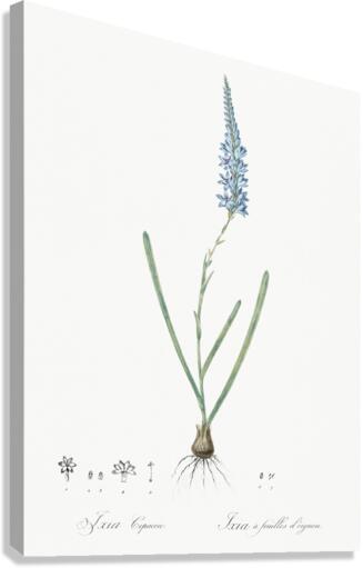 Ixia cepacea illustration  Canvas Print