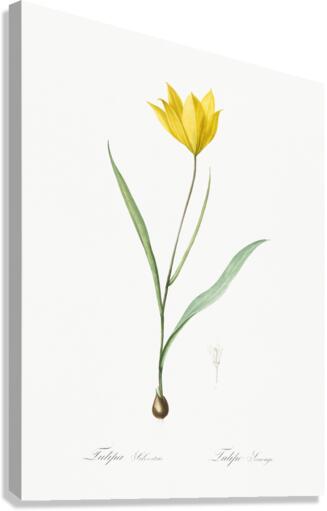 Tulipa sylvestris illustration  Canvas Print