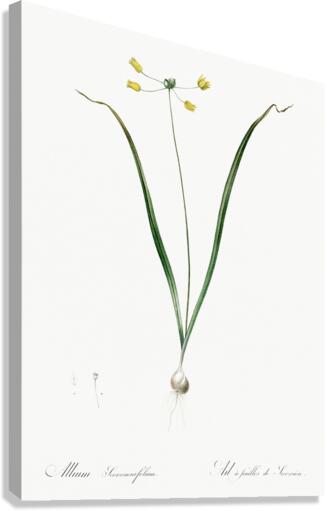 Small yellow onion illustration  Canvas Print