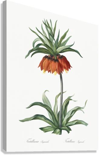 Fritillaries illustration  Canvas Print