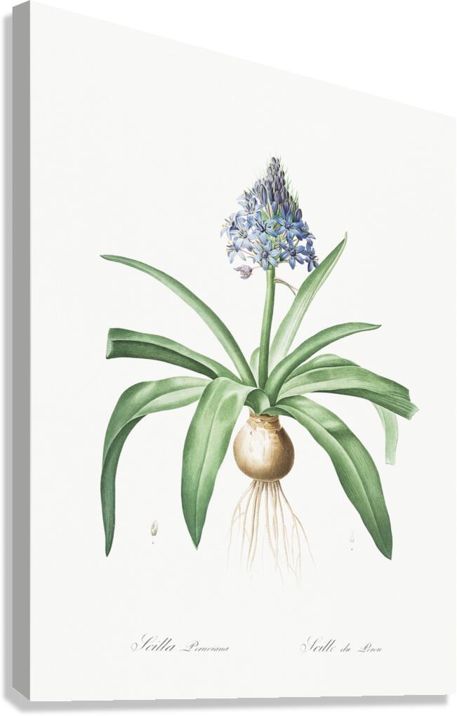 Portuguese squill illustration  Canvas Print