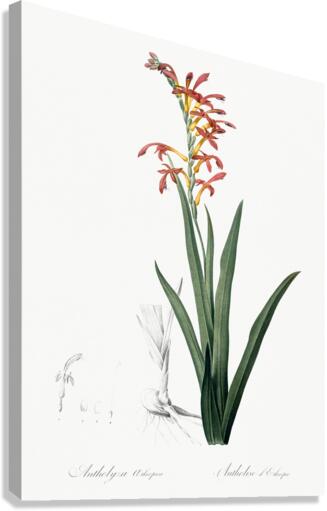 Antholyza aethiopica illustration  Canvas Print
