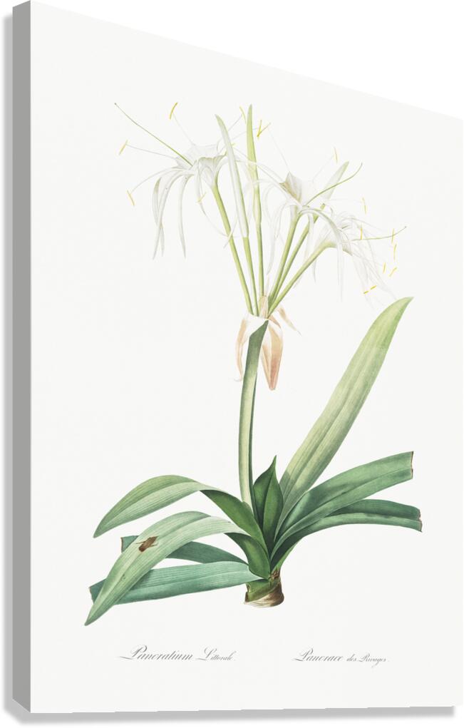 Pancratium littorale illustration  Canvas Print