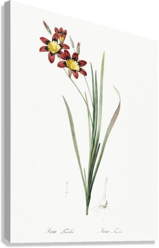 Ixia tricolor illustration  Canvas Print