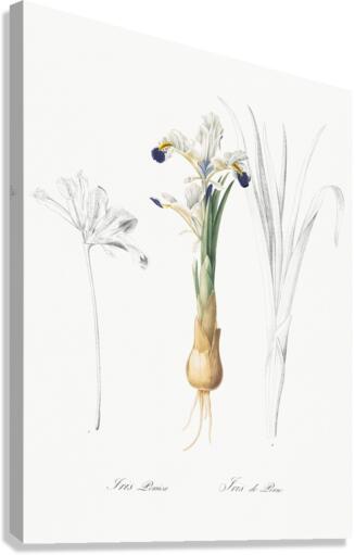 Iris Persica illustration  Canvas Print