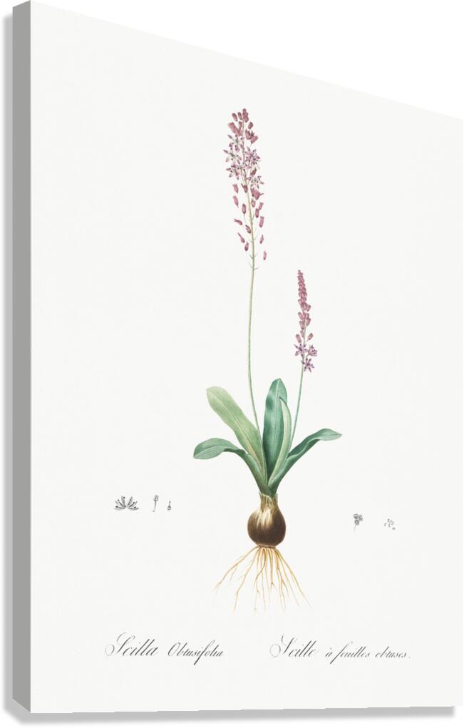 Scilla obtusifolia illustration  Canvas Print