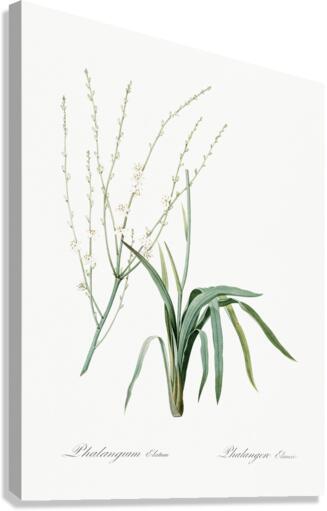 Phalangium elatum illustration  Canvas Print