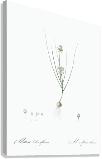 Allium obtusiflorum illustration  Canvas Print