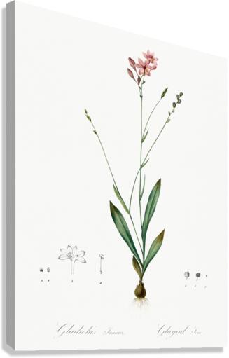 Gladiolus junceus illustration  Canvas Print