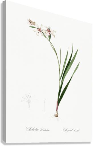 Gladiolus illustration  Canvas Print