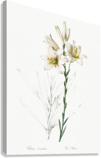 Madonna lily illustration  Canvas Print