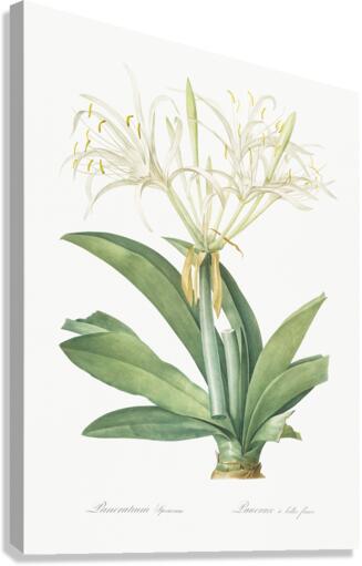 Pancratium speciosum illustration  Canvas Print