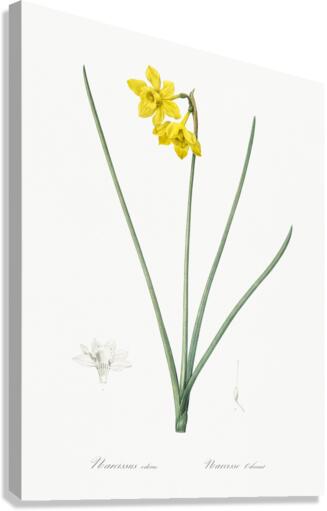 Narcissus odorus illustration  Canvas Print